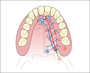 incisive canal maxilla