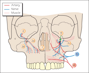 infraorbital artery