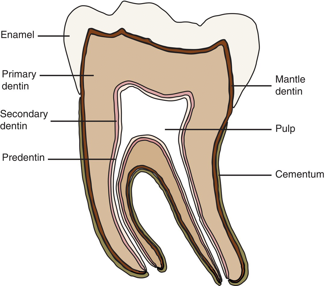 antone-cowan-the-parts-of-a-tooth