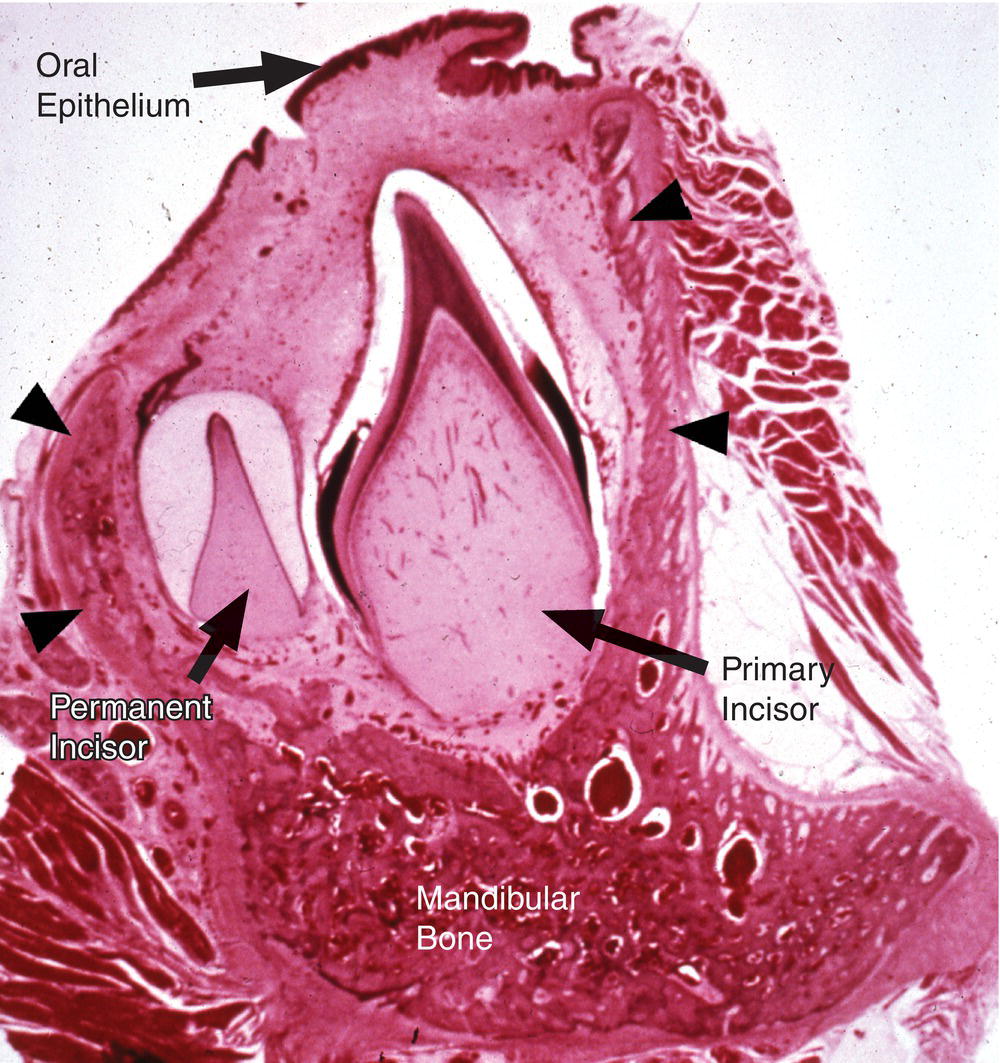 c7-fig-0004