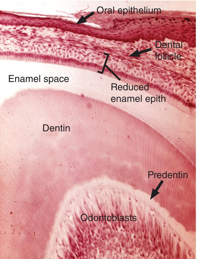 c7-fig-0005