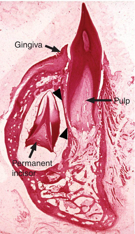 c7-fig-0007