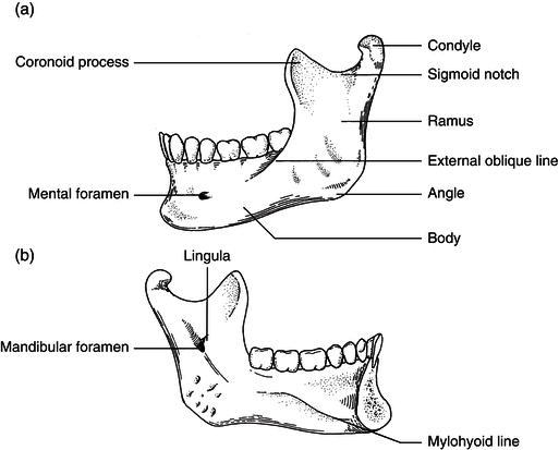 9 Head And Neck Anatomy And Physiology Pocket Dentistry