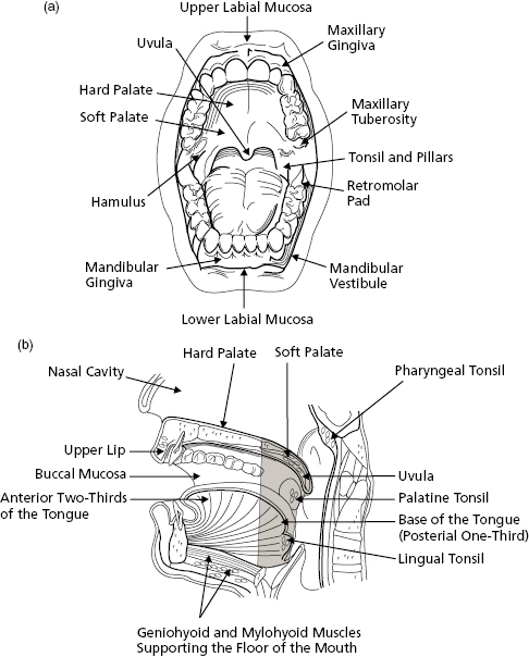 c1-fig-0002