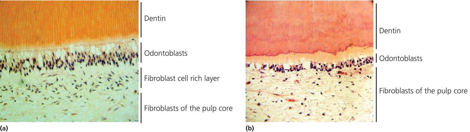 c12-fig-0001