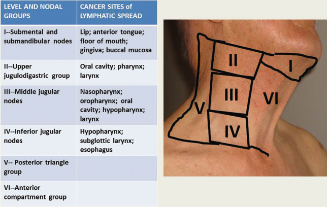 13 Head And Neck Cancer Pocket Dentistry