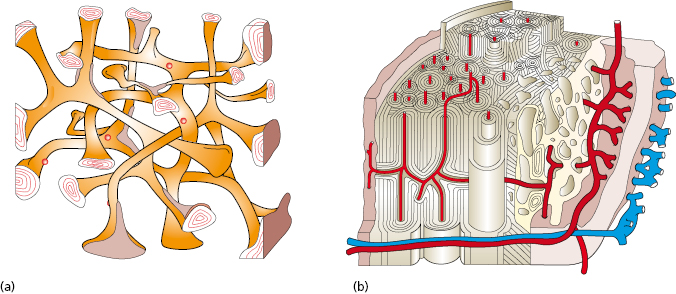 c14-fig-0006