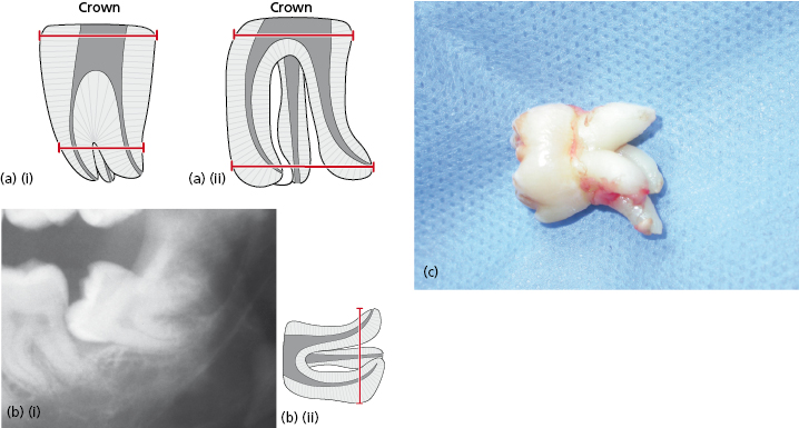 c9-fig-0006