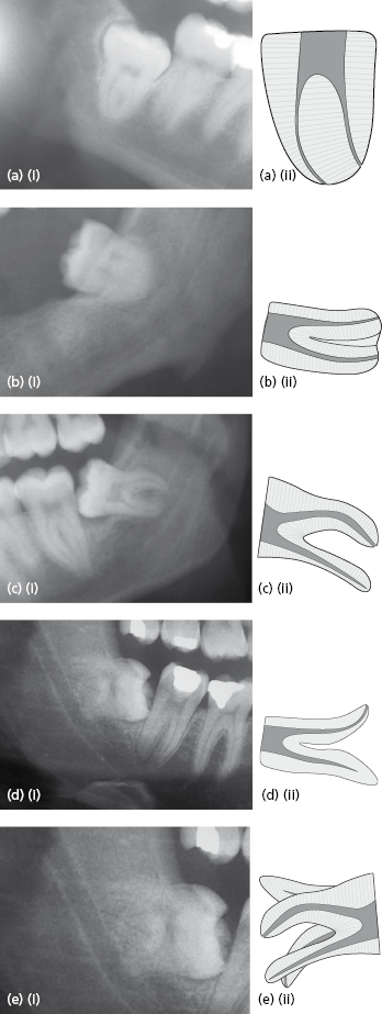 c9-fig-0007