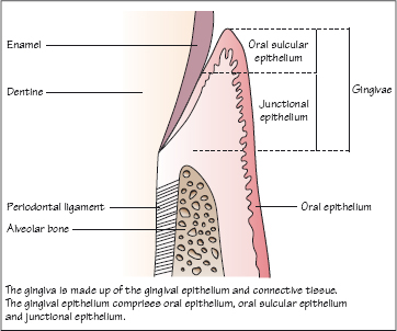 1: Anatomy of the Periodontium | Pocket Dentistry