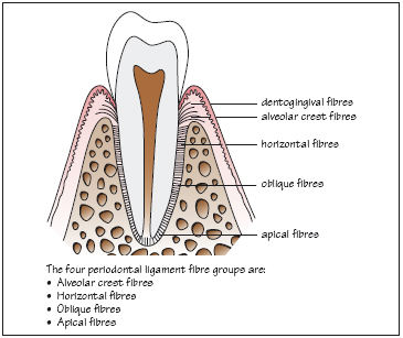 1: Anatomy of the Periodontium | Pocket Dentistry