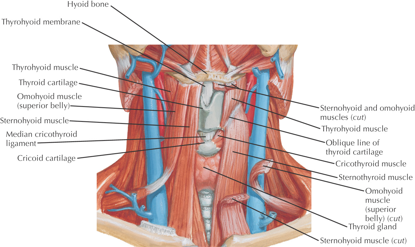 Щитовидная железа анатомия Неттер