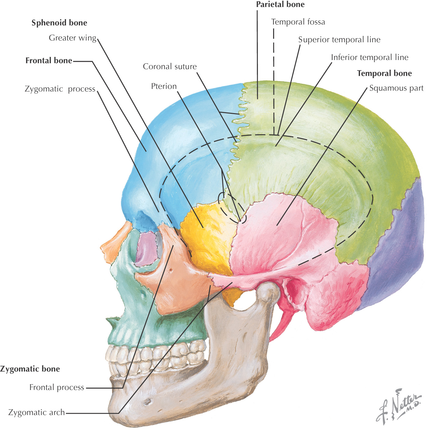 Temporal Bone Anatomy And Sinuses