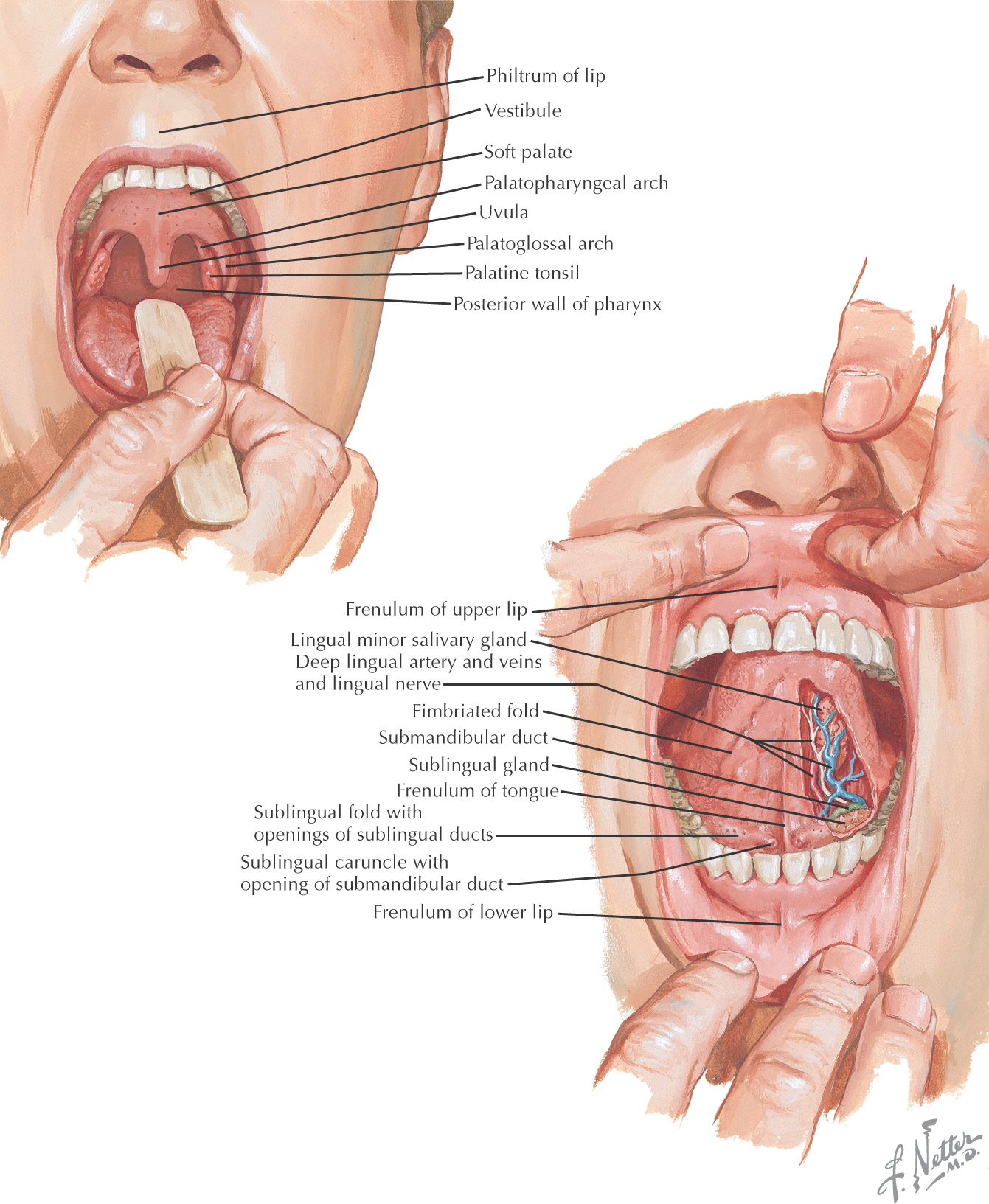 13-oral-cavity-pocket-dentistry