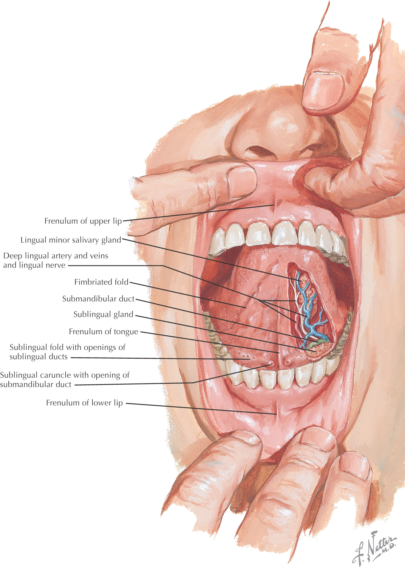 Fimbriated fold of tongue pain