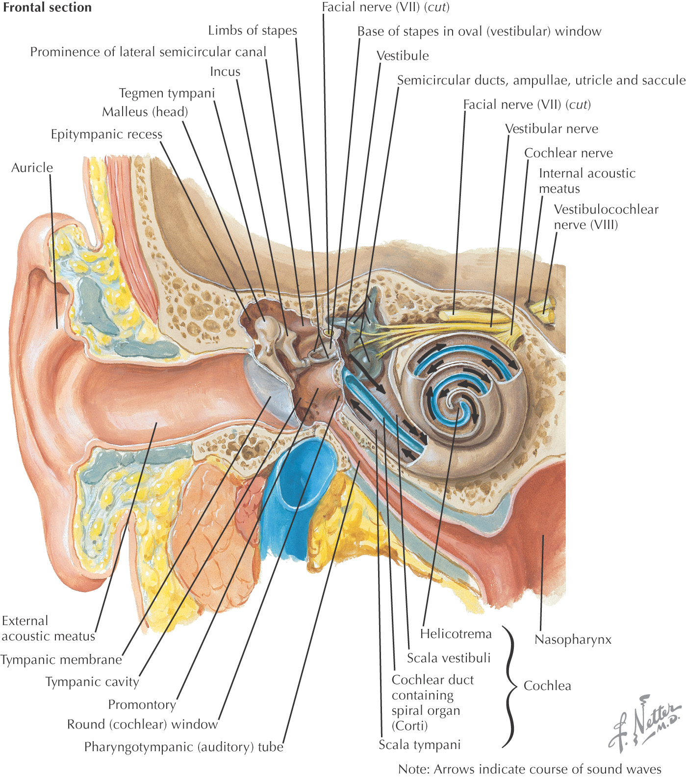 auditory nerve ear