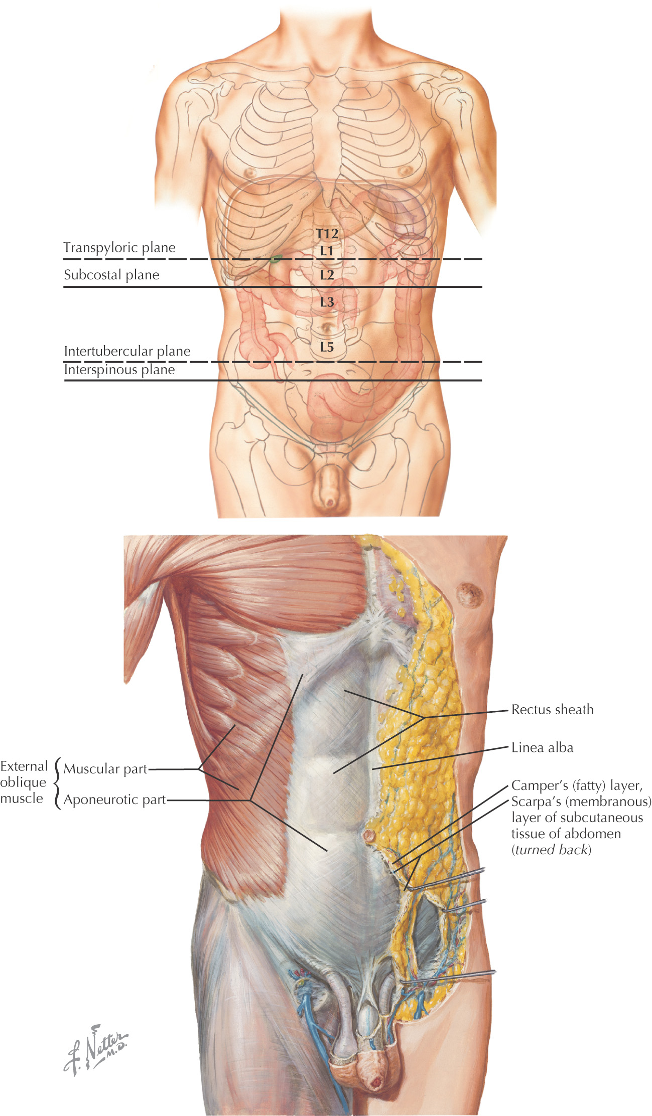 22: Introduction to the Upper Limb, Back, Thorax, and Abdomen