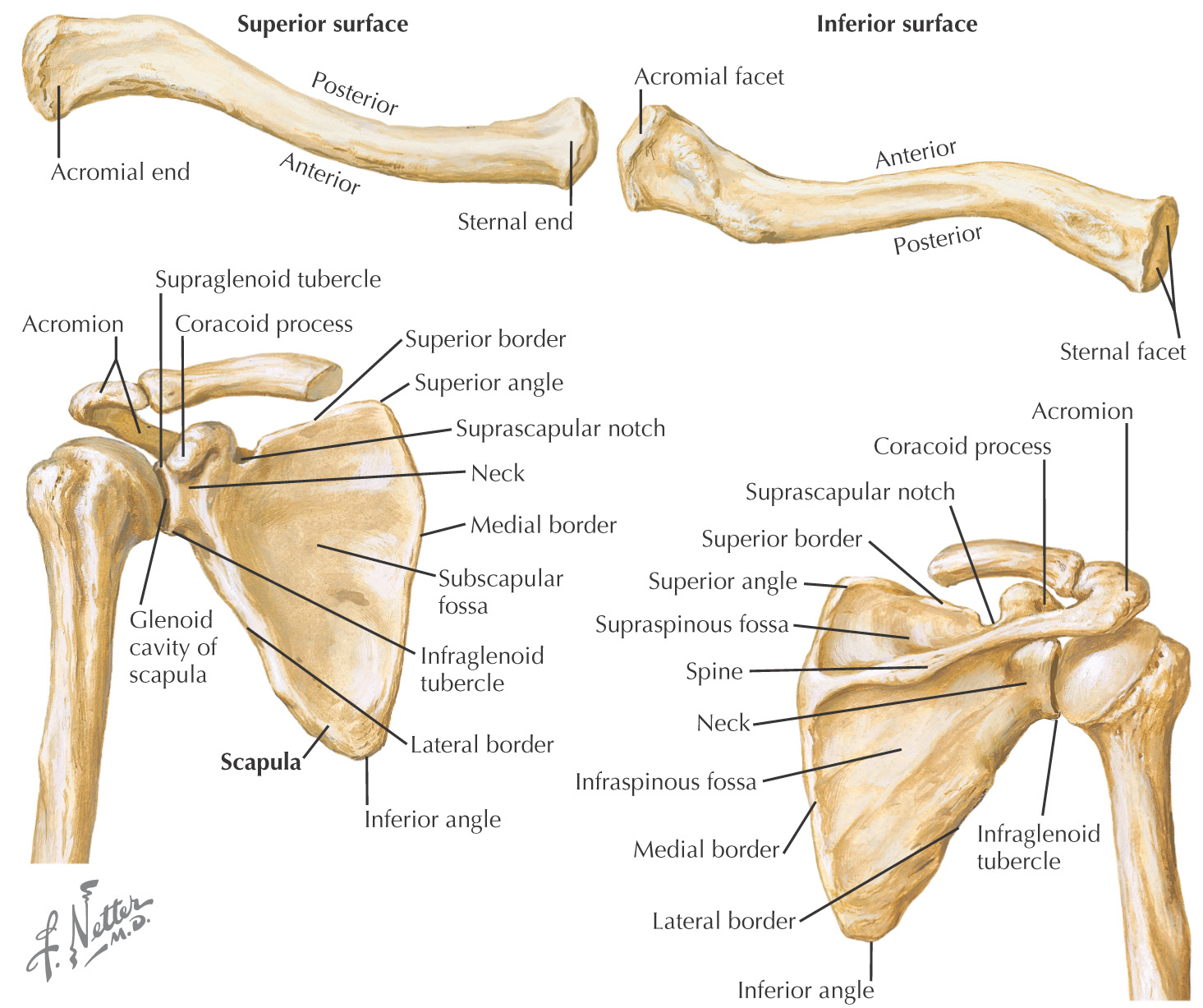 Кости верхней конечности анатомия ключица