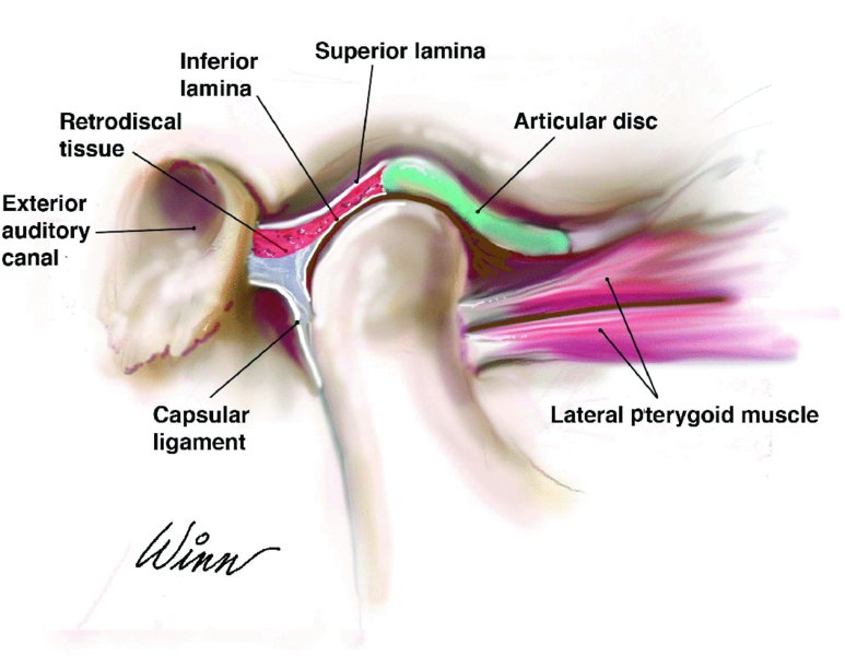 temporomandibular joint disc