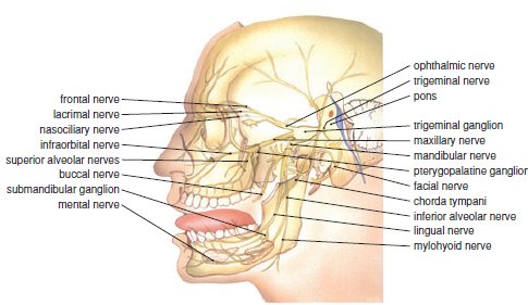 Mandibular nerve dental surgery