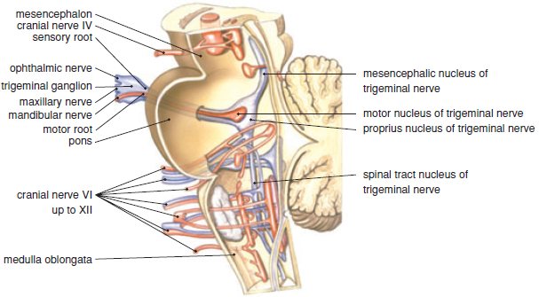 Trigeminal nerve Anatomy - The Mandibular nerve 