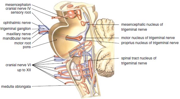 Mandibular Nerve v3: motor and sensory branches Diagram