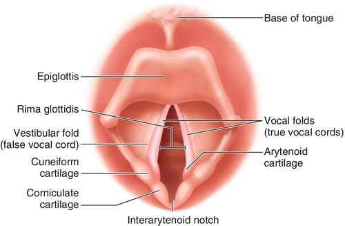 airway anatomy