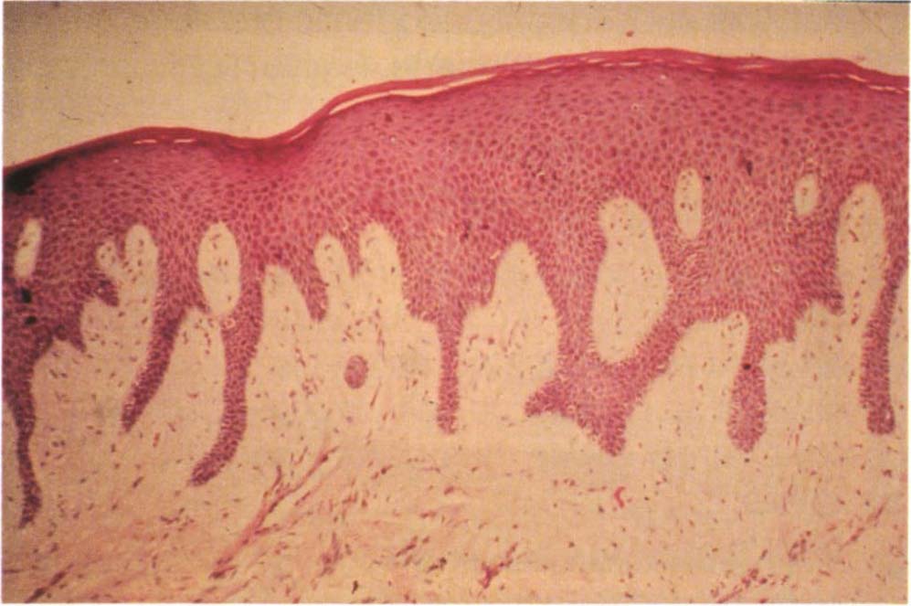 fig1-1o2.jpg