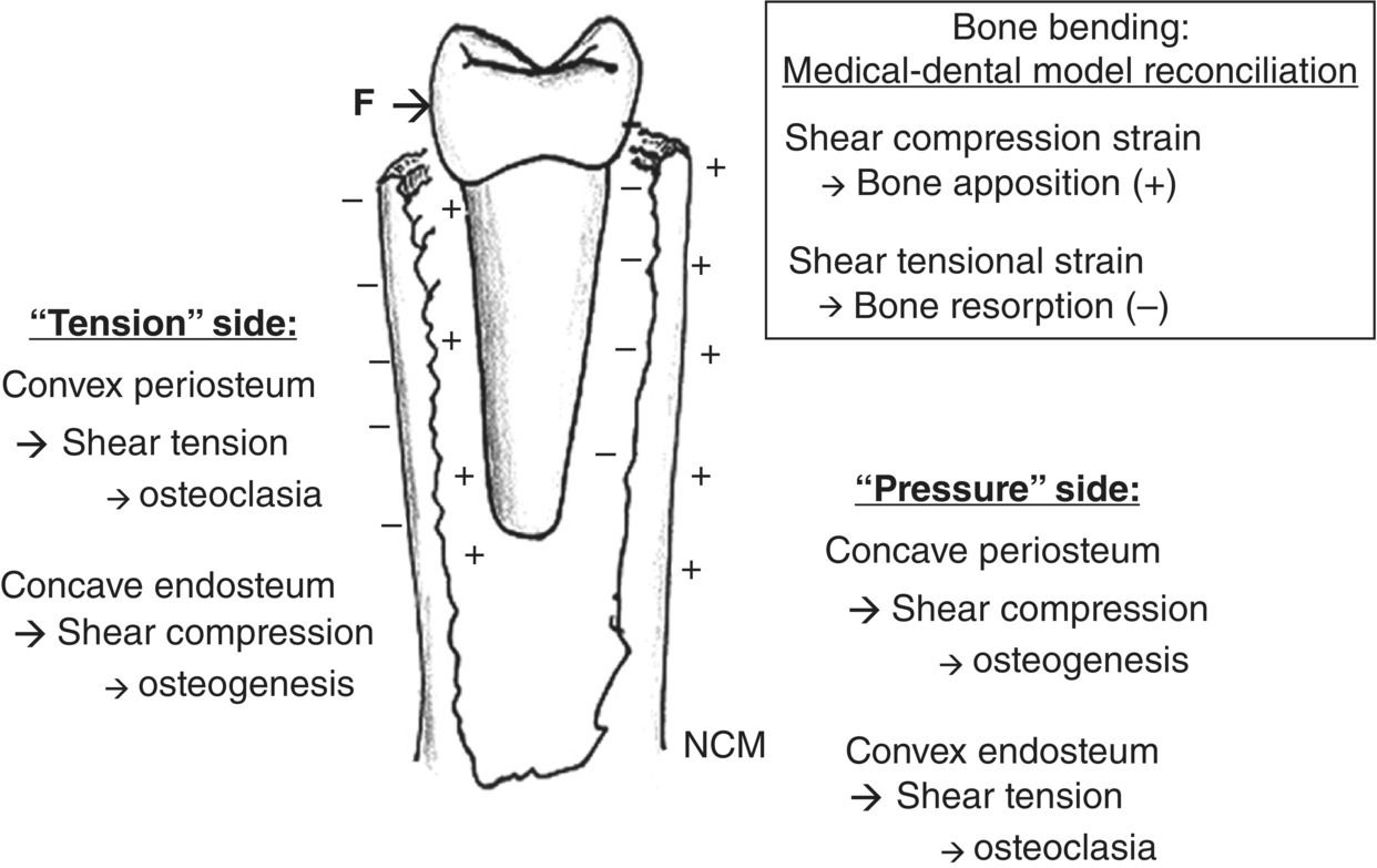 Scalpel : définition et explications