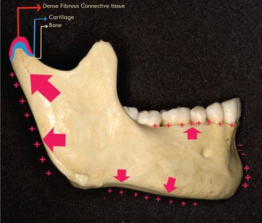 Diagrammatic representation of the normal anatomy of the mandibular