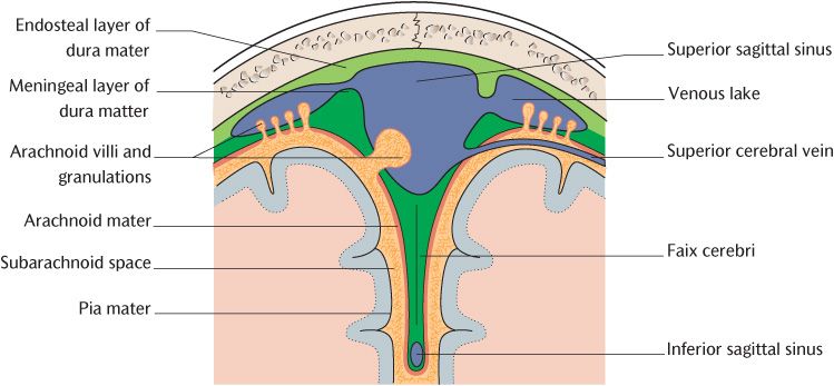 Arrange the Spinal Meninges From Innermost Layer to Outermost Layer