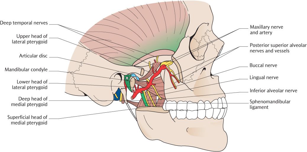 Mastication LO - Mandibular Nerve 