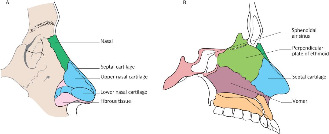 Nasal Cavity Bones