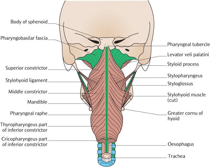 28 The pharynx, soft palate, and larynx | Pocket Dentistry
