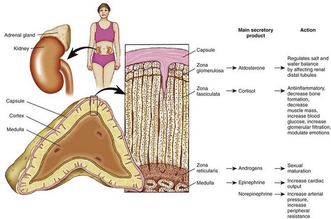adrenal gland location and function