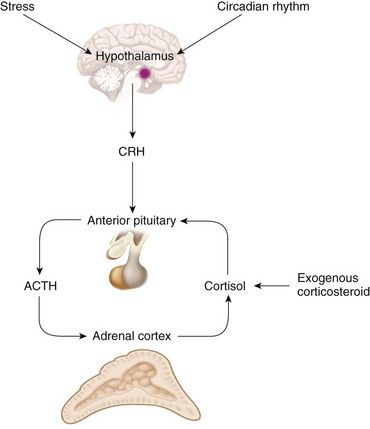 adrenal cortex cortisol