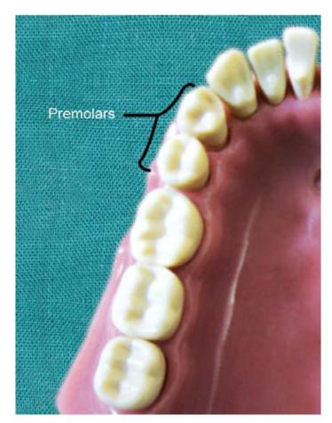 3. Structure of Teeth | Pocket Dentistry