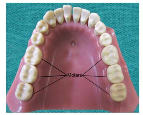 3. Structure of Teeth | Pocket Dentistry