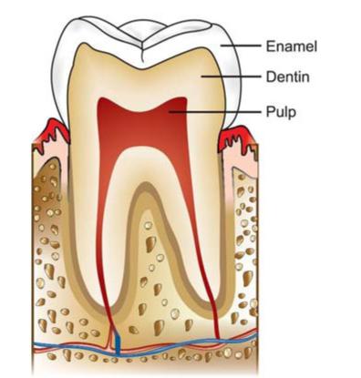 endo meaning dental