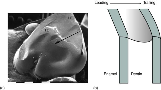 ch04fig006.eps