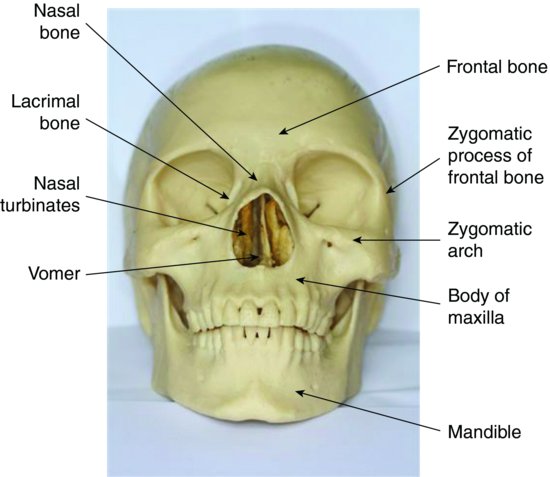 7 Skull And Oral Anatomy Pocket Dentistry Some people have slightly more or fewer. 7 skull and oral anatomy pocket