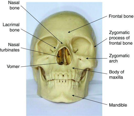 facial bones labeled