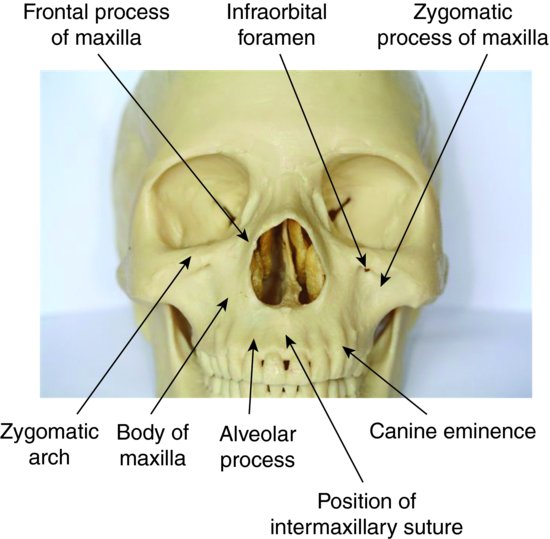 infraorbital foramen landmark