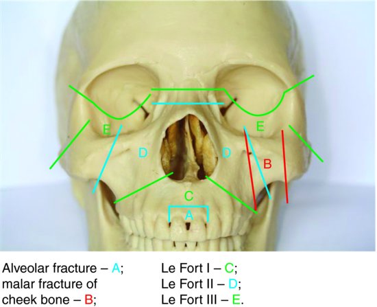 7: Skull and oral anatomy | Pocket Dentistry