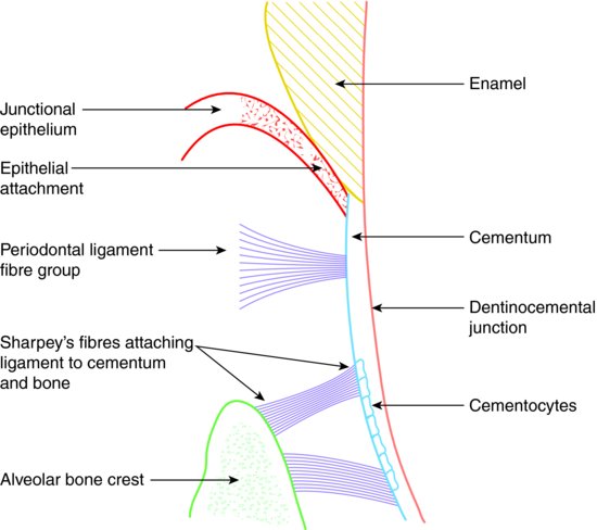 9 Periodontal Anatomy Pocket Dentistry