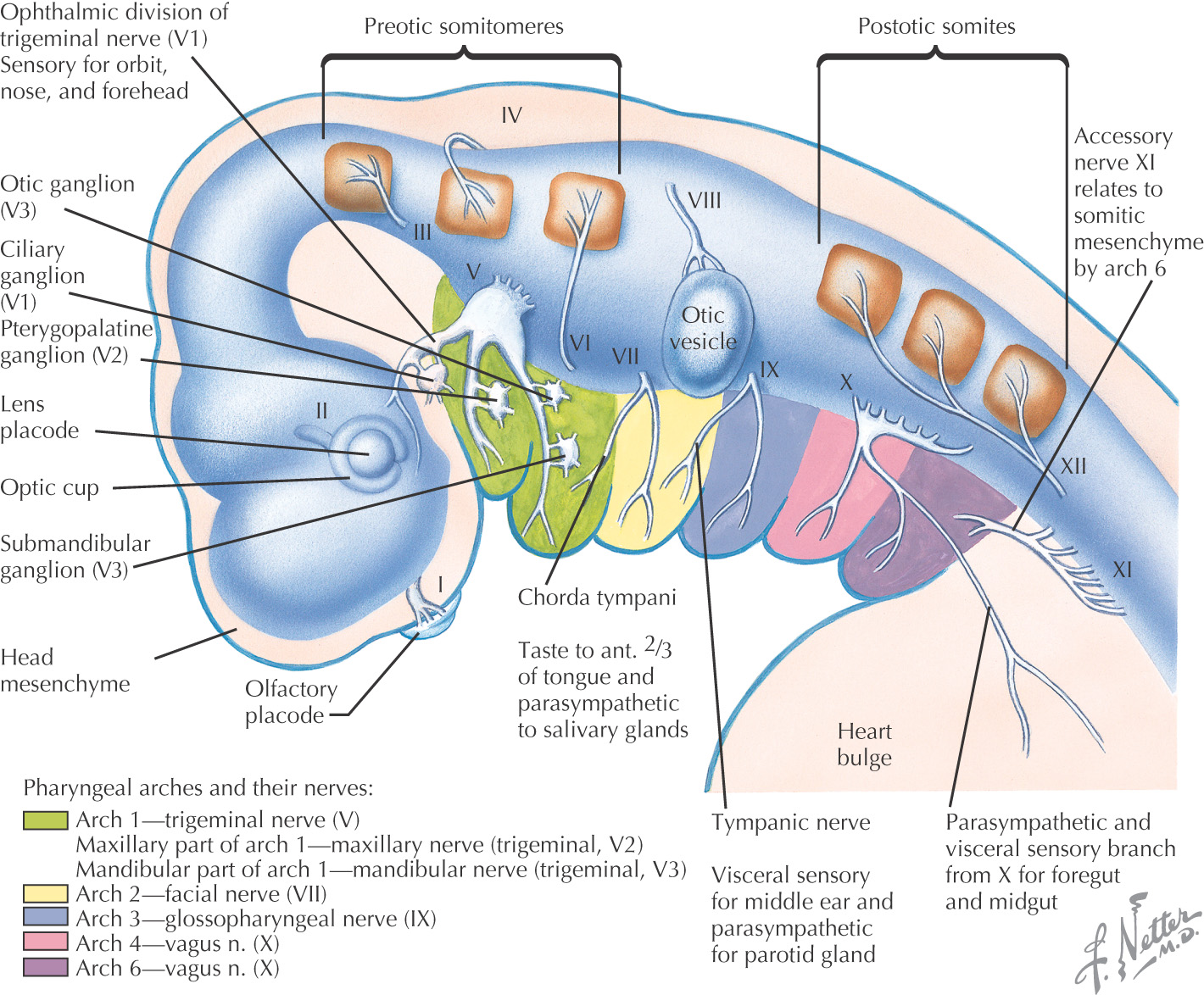 1: development of the head and neck pocket dentistry