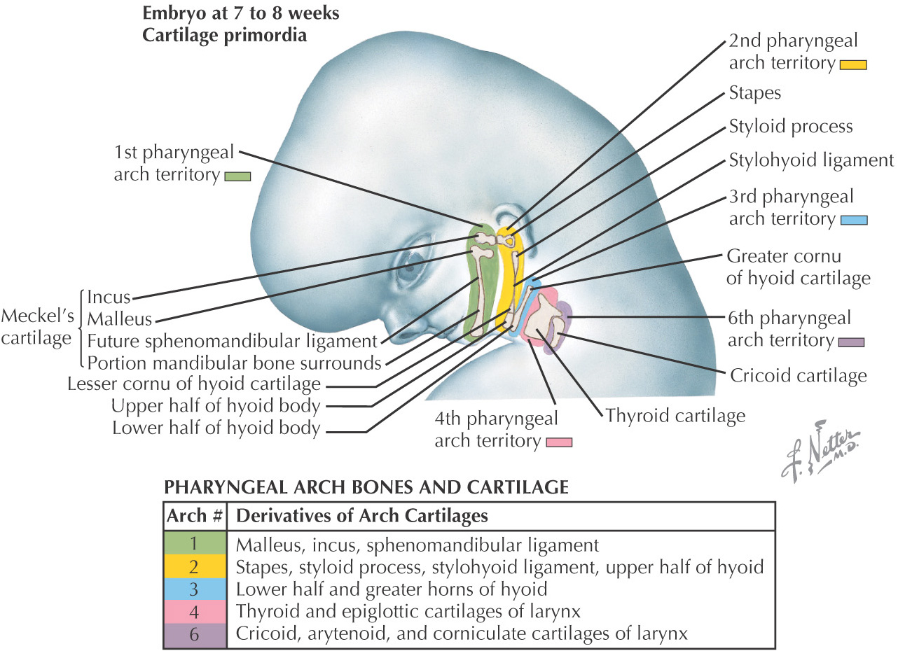 1: development of the head and neck pocket dentistry